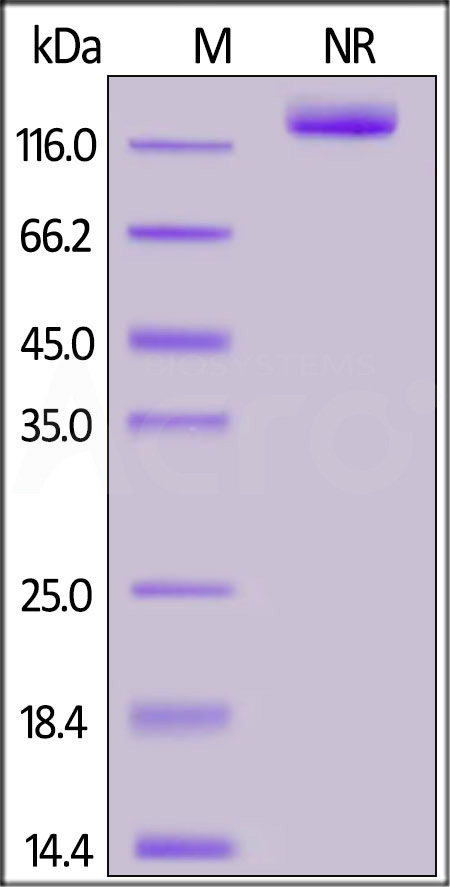 Human BAFF, Fc Tag, active trimer (Cat. No. BAF-H5261) SDS-PAGE gel