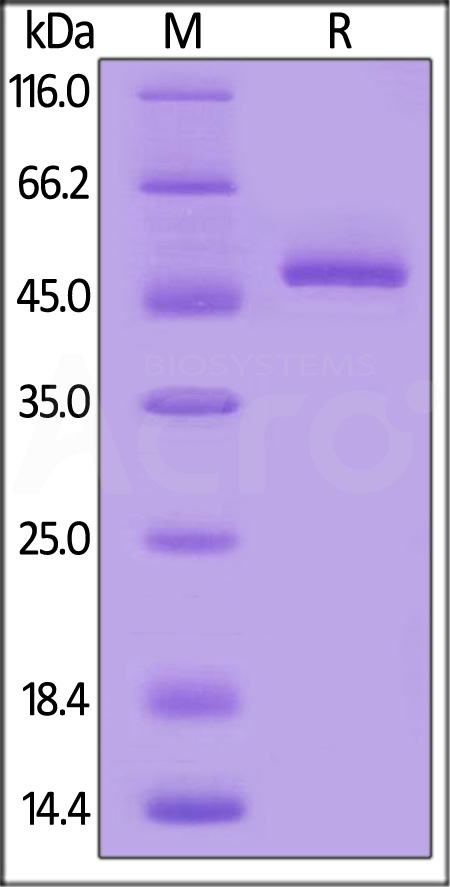 Mouse BAFF, Mouse IgG2a Fc Tag, low endotoxin (Cat. No. BAF-M5257) SDS-PAGE gel