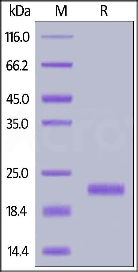 Biotinylated Human BAFF, His,Avitag (active trimer) (MALS verified) (Cat. No. BAF-H82Q2) SDS-PAGE gel