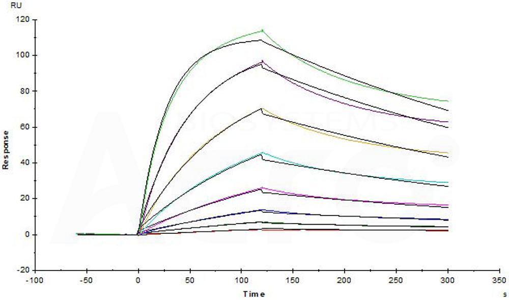 Biotinylated Human SPR