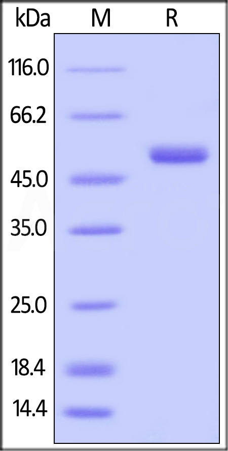 Biotinylated Human BAFF, Avitag,Fc Tag (active trimer) (MALS verified) (Cat. No. BAF-H82F3) SDS-PAGE gel