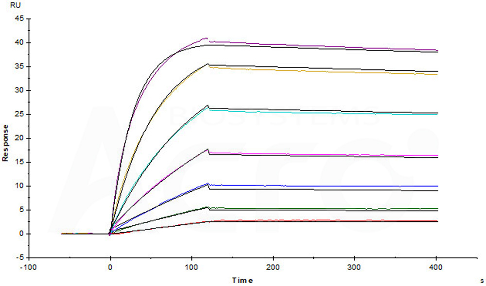 Biotinylated Human SPR