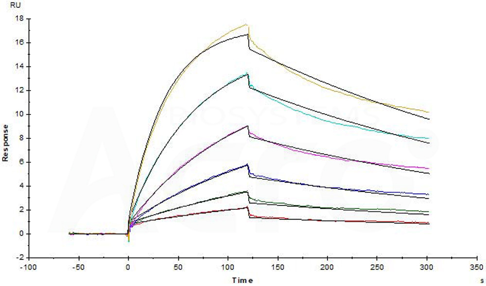 Biotinylated Human SPR