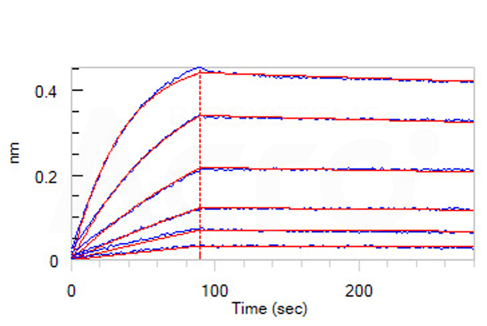Biotinylated Human BLI