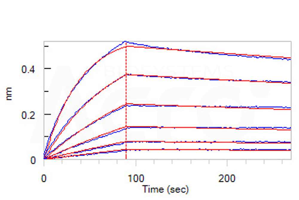 Biotinylated Human BLI
