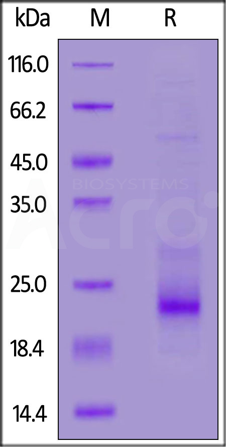 Human TRAIL R1, His Tag (Cat. No. TR1-H5228) SDS-PAGE gel