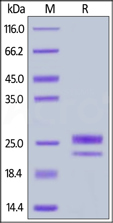 Human GITR Ligand, His Tag (Cat. No. GIL-H5249) SDS-PAGE gel