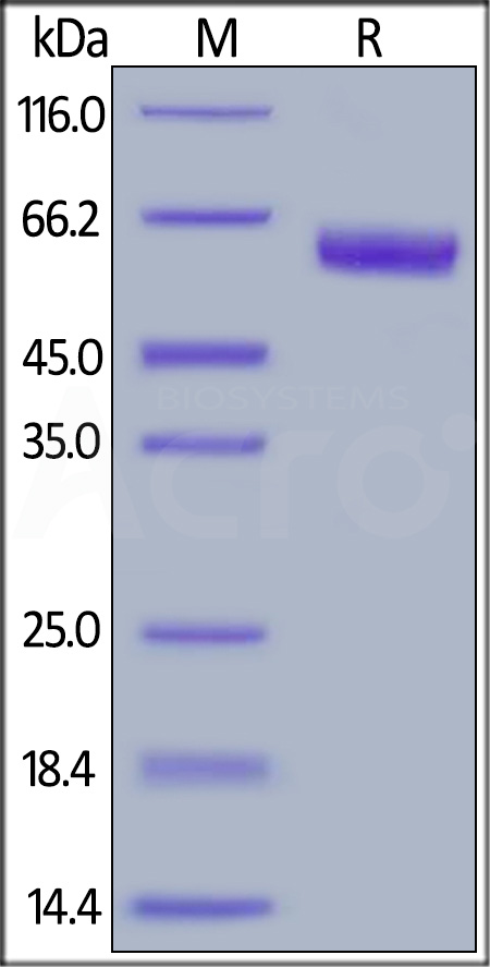 Human TNFR1, Fc Tag (Cat. No. TN1-H5251) SDS-PAGE gel