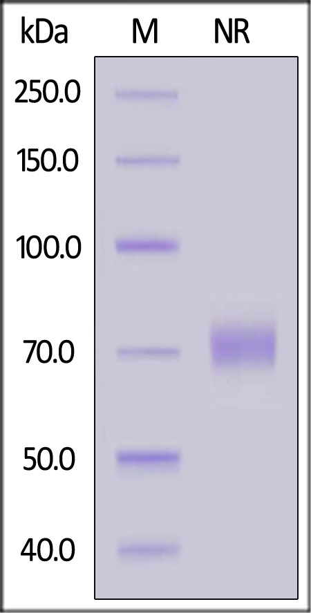 Biotinylated Human OX40 Ligand, His,Avitag (Cat. No. OXL-H82Q5) SDS-PAGE gel
