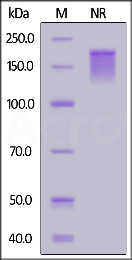 Human OX40 Ligand, Fc Tag (Cat. No. OXL-H5266) SDS-PAGE gel