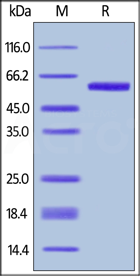 Biotinylated Human OX40 Ligand, Avitag,Fc Tag (Cat. No. OXL-H82F4) SDS-PAGE gel