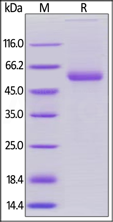 Human OX40 Ligand, Mouse IgG2a Fc Tag, low endotoxin (Cat. No. OXL-H5250) SDS-PAGE gel