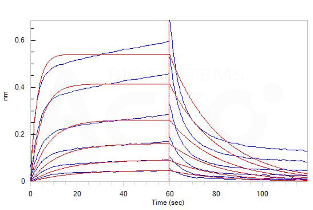 Biotinylated Human BLI