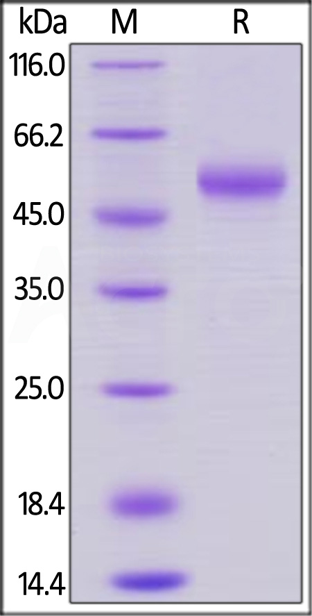 Cynomolgus / Rhesus macaque OX40 Ligand, Mouse IgG2a Fc Tag (Cat. No. OXL-R5259) SDS-PAGE gel