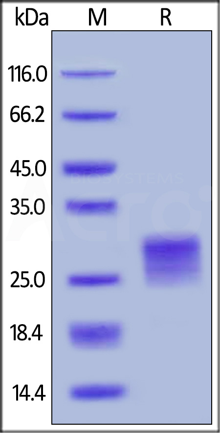 Human OX40 Ligand, His Tag (active trimer) (Cat. No. OXL-H52Q8) SDS-PAGE gel