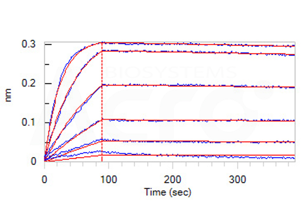 Biotinylated Human BLI