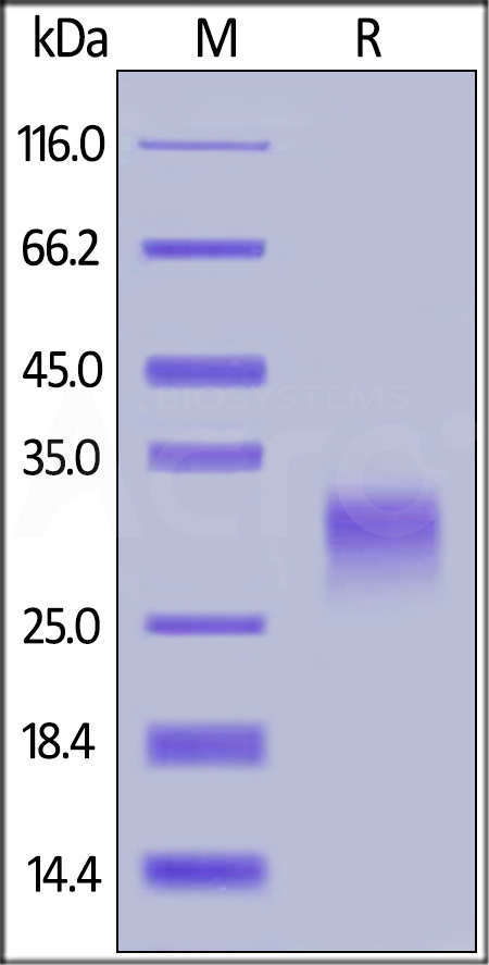 Biotinylated Human OX40 Ligand, His,Avitag (Cat. No. OXL-H82Q6) SDS-PAGE gel