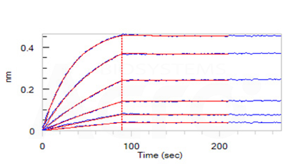 Biotinylated Human BLI