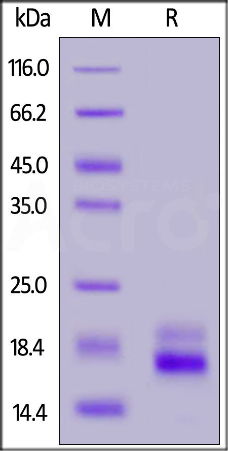 Human TRAIL R2, His Tag (Cat. No. TR2-H5229) SDS-PAGE gel