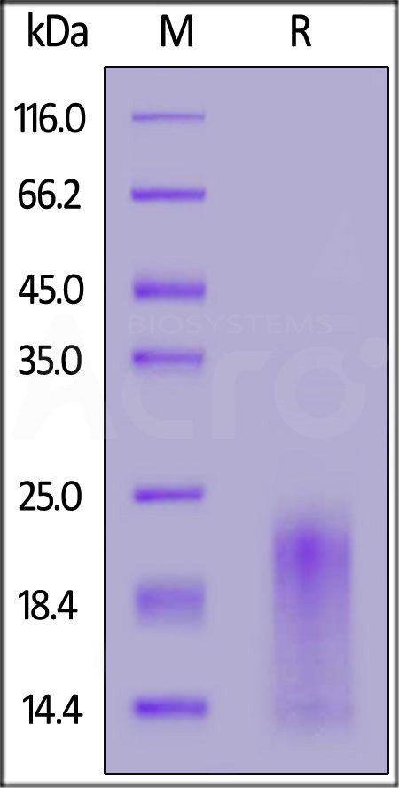 Cynomolgus BAFFR, His Tag (Cat. No. BAR-C52H4) SDS-PAGE gel