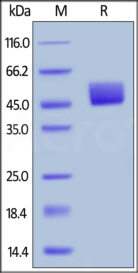 Human BAFFR, Llama IgG2b Fc Tag, low endotoxin (Cat. No. BAR-H5258) SDS-PAGE gel