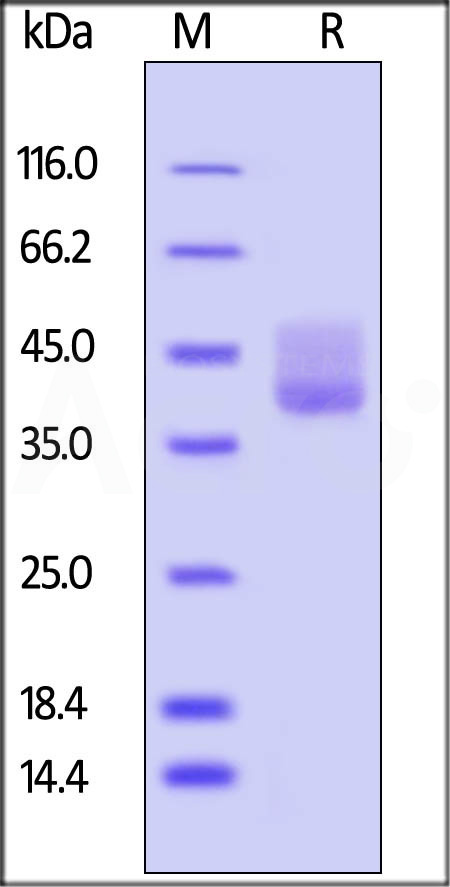 Human BAFFR, Fc Tag (Cat. No. BAR-H5257) SDS-PAGE gel