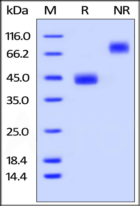 Mouse BAFFR, Fc Tag (Cat. No. BAR-M5259) SDS-PAGE gel