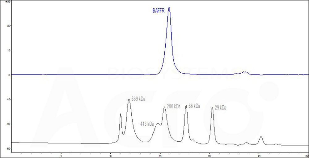 Mouse BAFFR, Fc Tag (Cat. No. BAR-M5259) HPLC images