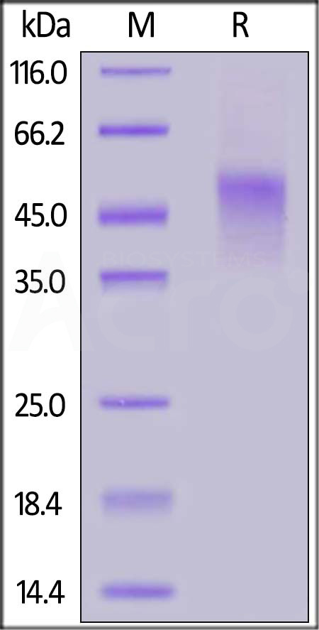 Biotinylated Human TNFR2, His,Avitag™ (Cat. No. TN2-H82E3) SDS-PAGE gel