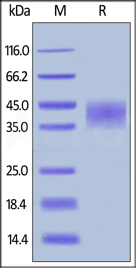 Human TNFR2, His Tag (Cat. No. TN2-H5227) SDS-PAGE gel