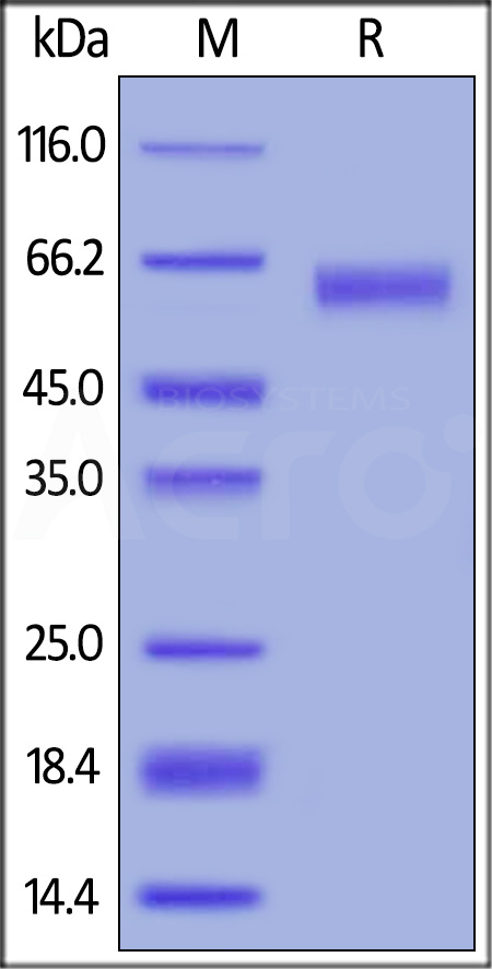 Human CD30 Ligand, Mouse IgG2a Fc Tag, low endotoxin (Cat. No. CDL-H525b) SDS-PAGE gel