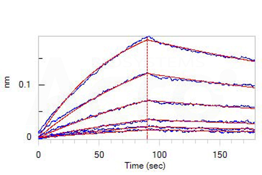 Biotinylated Human BLI