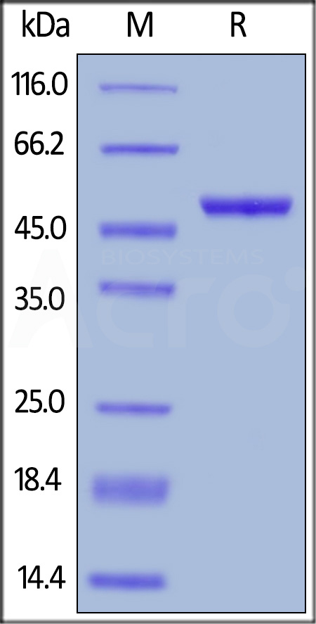 Human LIGHT, Mouse IgG2a Fc Tag, low endotoxin (Cat. No. LIT-H5256) SDS-PAGE gel