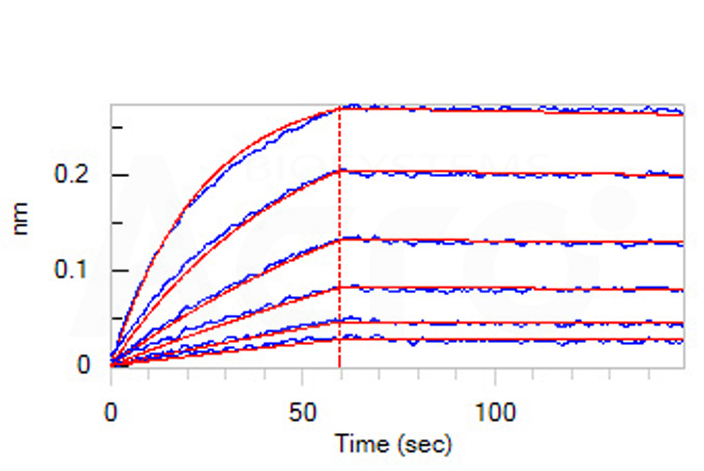 Biotinylated Human BLI
