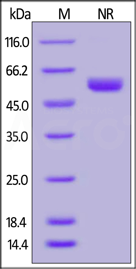 Human LIGHT, His Tag (active trimer) (MALS verified) (Cat. No. LIT-H5242) SDS-PAGE gel