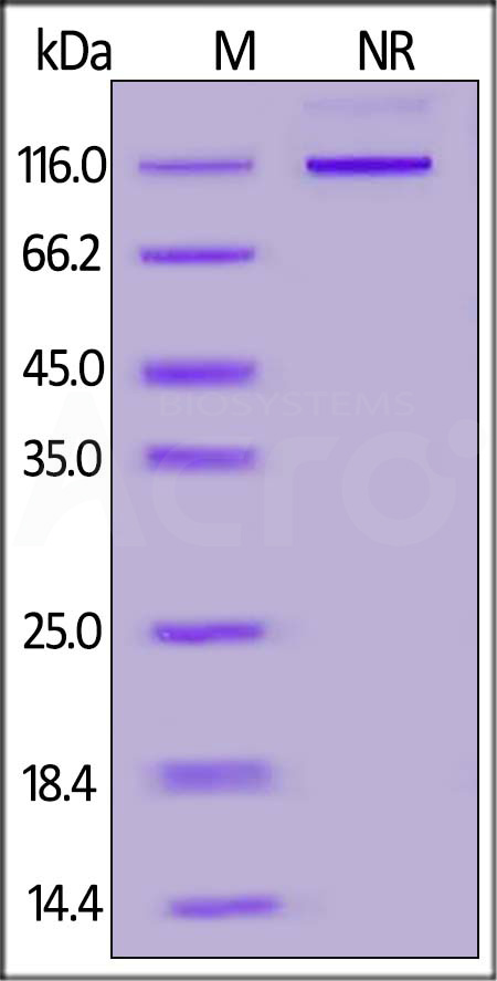 Human LIGHT, Fc Tag (active trimer) (MALS verified) (Cat. No. LIT-H5269) SDS-PAGE gel