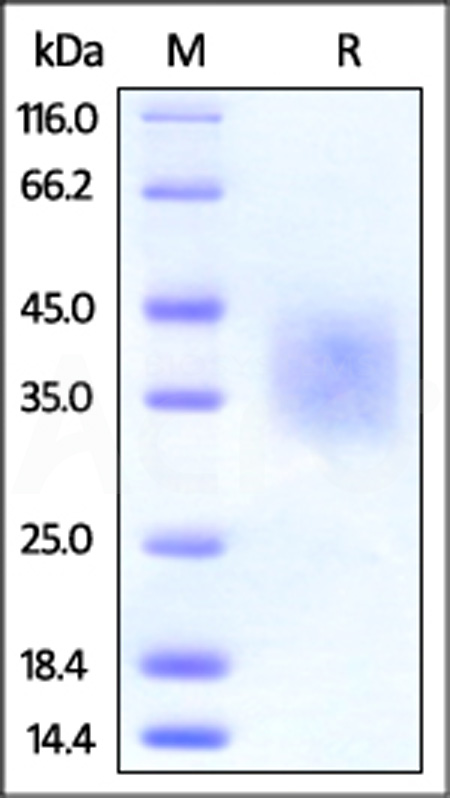 Human TRAIL R4, His Tag (Cat. No. TR4-H52H5) SDS-PAGE gel