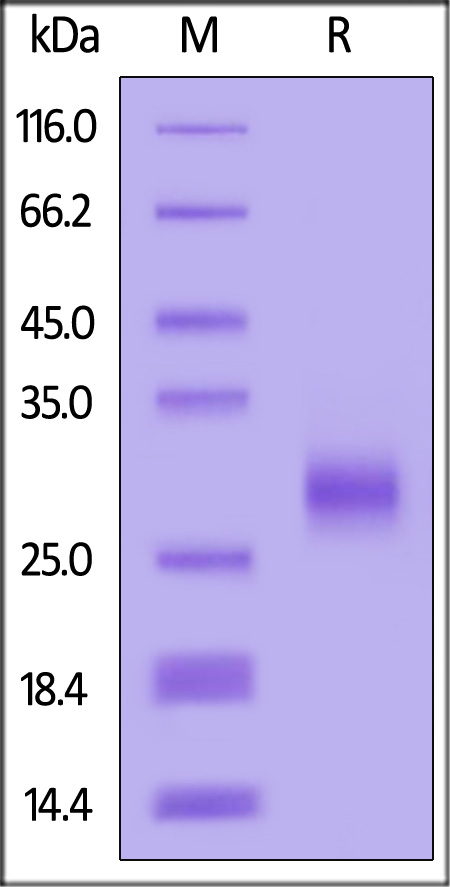 ActiveMax® Human TNFSF11, Tag Free (Cat. No. RAL-H5217) SDS-PAGE gel