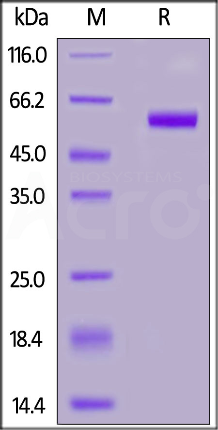 Human TNFSF11, Mouse IgG2a Fc Tag (Cat. No. RAL-H52A6) SDS-PAGE gel