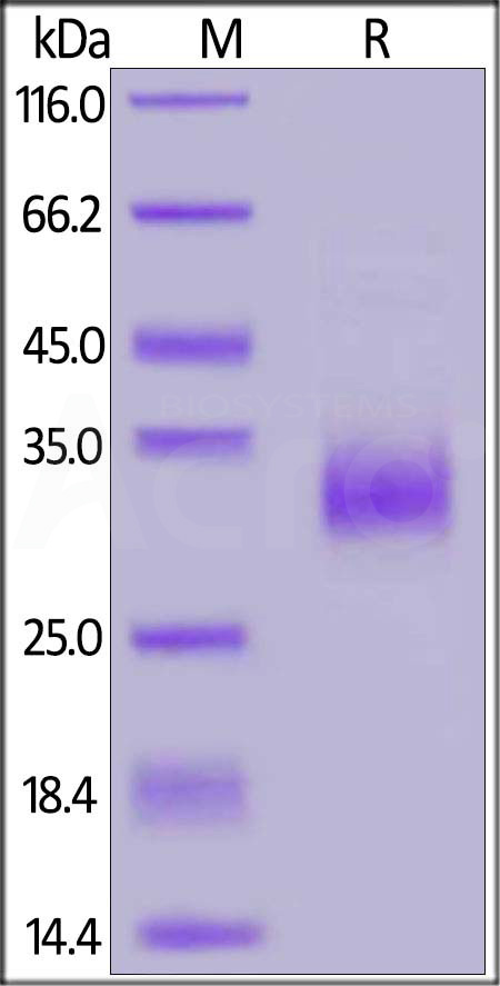 Biotinylated Human TNFSF11, His,Avitag, active trimer(MALS verified) (Cat. No. RAL-H82Q5) SDS-PAGE gel