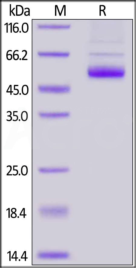 Human TNFSF11, Fc Tag (Cat. No. RAL-H5265) SDS-PAGE gel