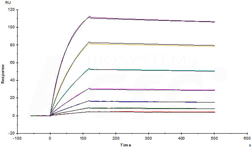 Biotinylated Human SPR