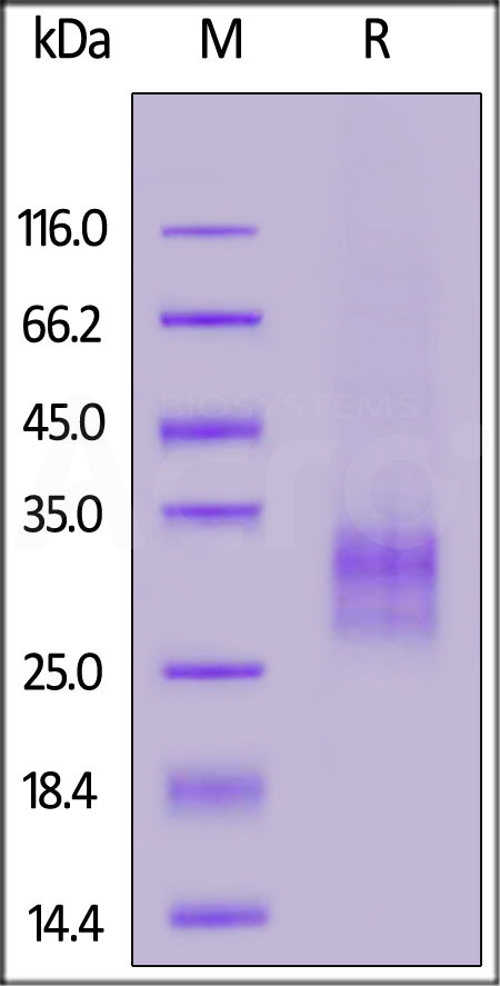 Human TNFSF11, His Tag (active trimer) (Cat. No. RAL-H5240) SDS-PAGE gel