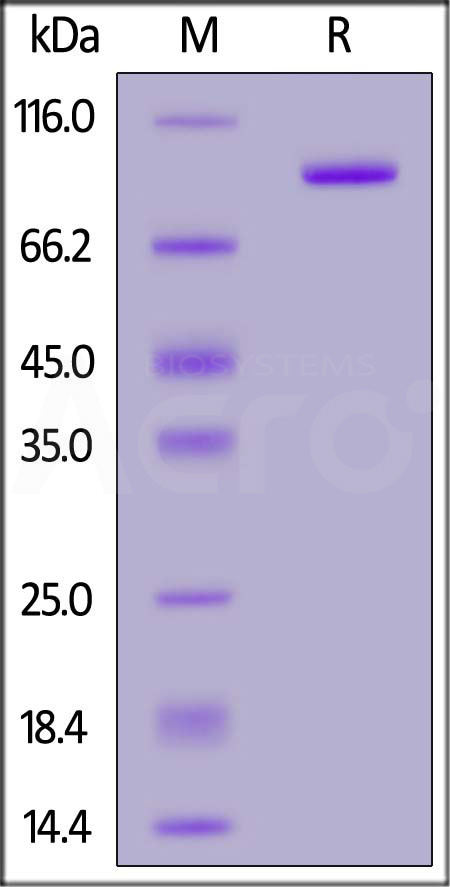 Cynomolgus 4-1BB Ligand, Fc Tag (Cat. No. 41L-C5254) SDS-PAGE gel