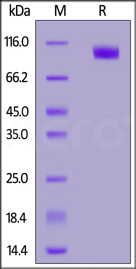 Rat 4-1BB Ligand His,Flag Tag (Cat. No. 41L-R52D3) SDS-PAGE gel