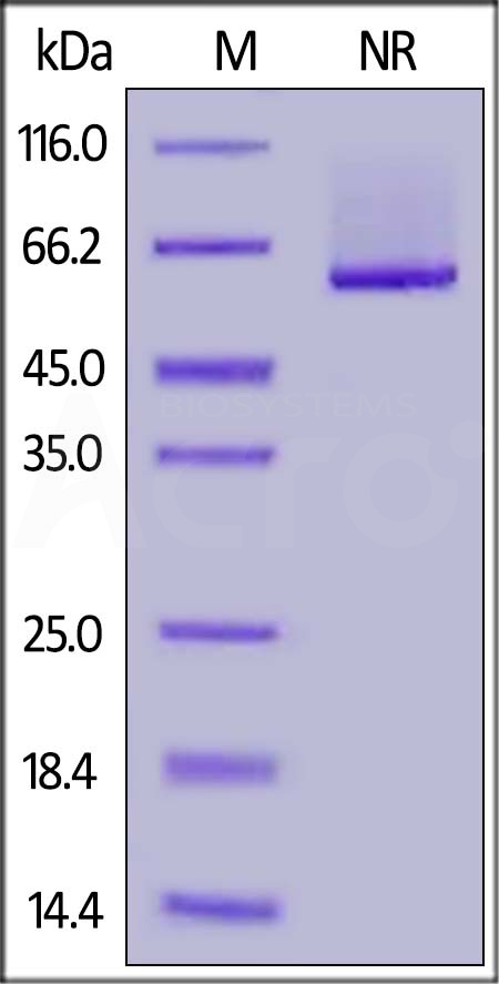 Human 4-1BB Ligand (71-254), His,Flag Tag (active trimer) (MALS verified) (Cat. No. 41L-H52D4) SDS-PAGE gel