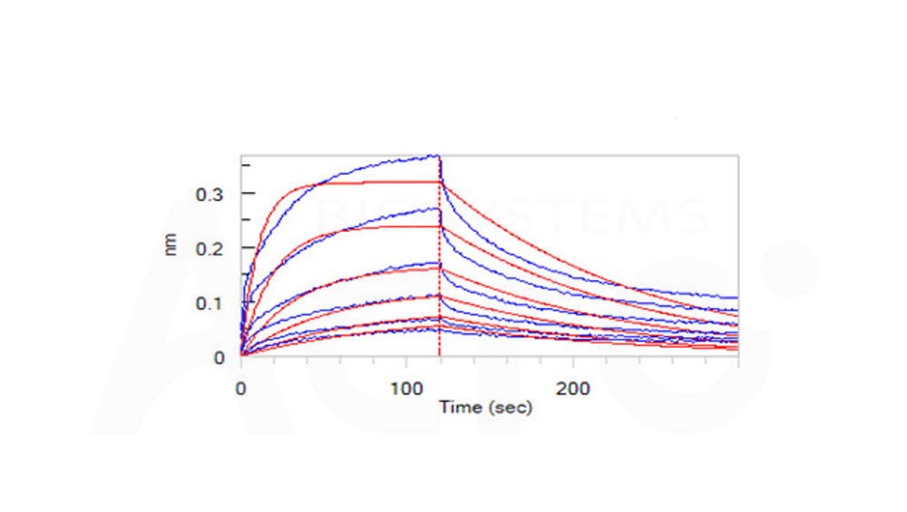 Biotinylated Human BLI