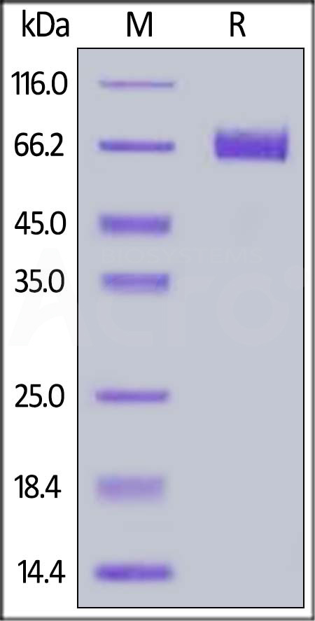 Mouse 4-1BB Ligand, Fc Tag (Cat. No. 41L-M5257) SDS-PAGE gel