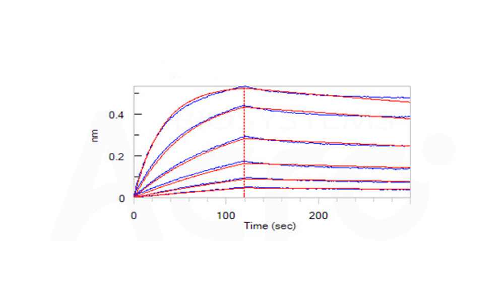 Biotinylated Human BLI