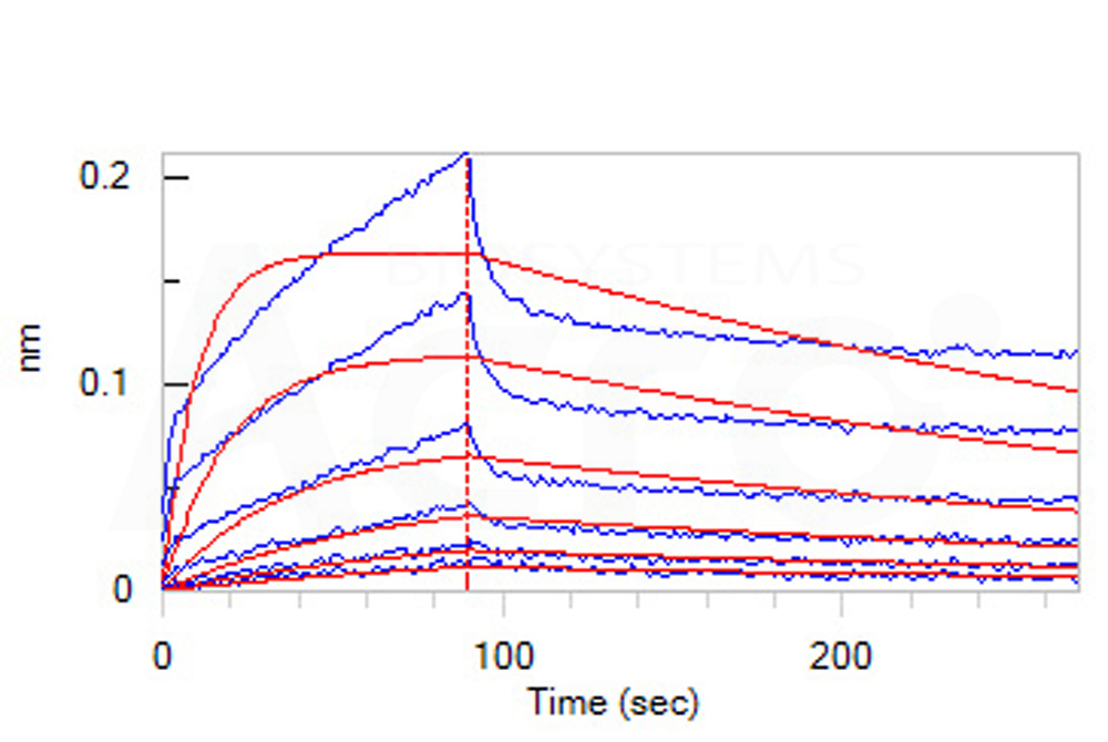 Biotinylated Human BLI